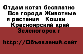 Отдам котят бесплатно  - Все города Животные и растения » Кошки   . Красноярский край,Зеленогорск г.